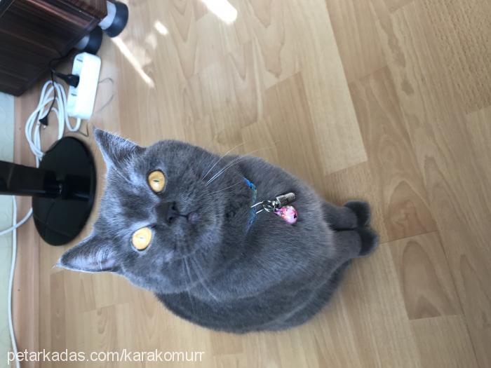 kömürr Dişi British Shorthair