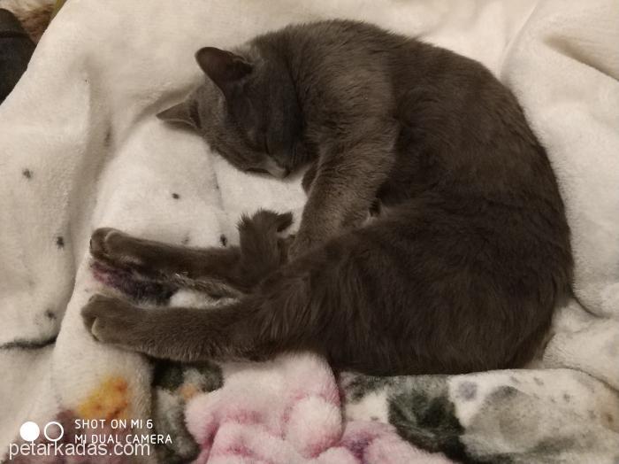 4 Aylık Erkek Çok Cana Yakın Acayip Akıll, Ücretsiz Kedi, Ankara