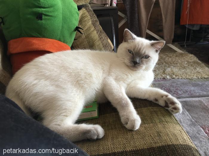 maya Dişi British Shorthair