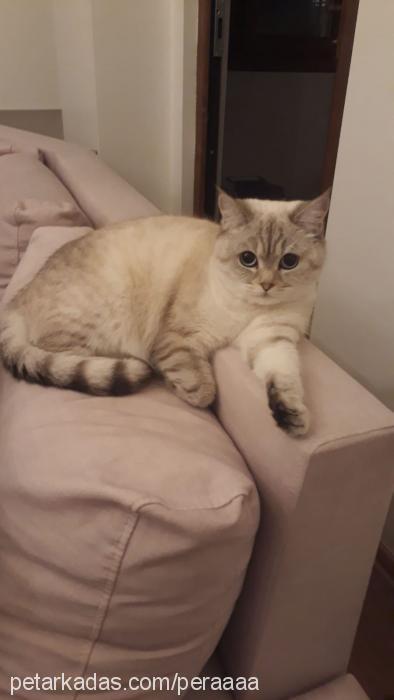 pera Dişi British Shorthair