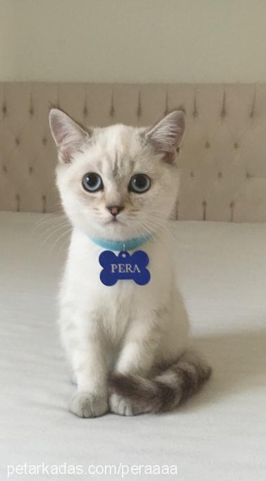 pera Dişi British Shorthair