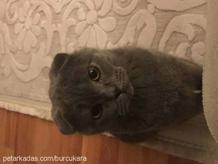 duman Erkek Scottish Fold