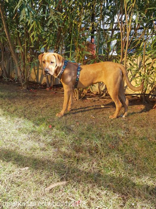 buddy Erkek Rhodesian Ridgeback