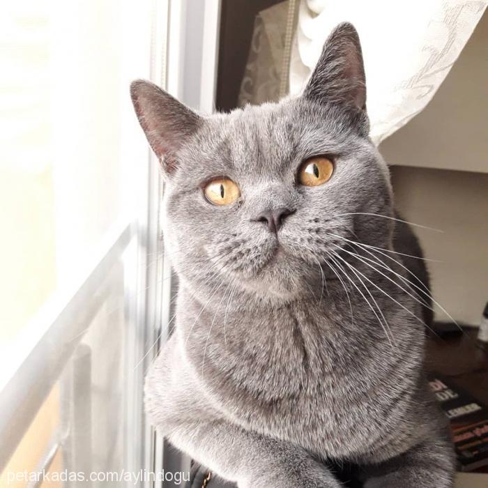 elvİs Erkek British Shorthair