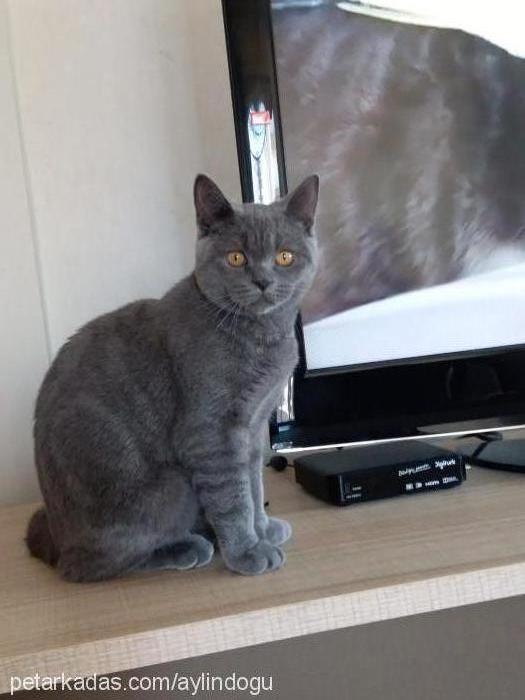 elvİs Erkek British Shorthair