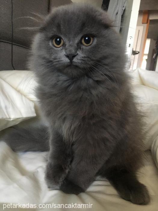 pars Erkek British Shorthair