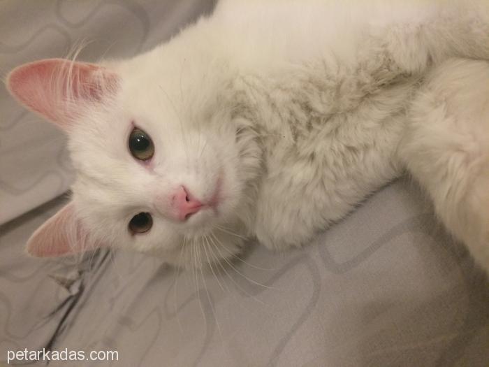 Beyaz Yavrucağın Sahibini Arıyoruz, Ücretsiz Kedi, Ankara