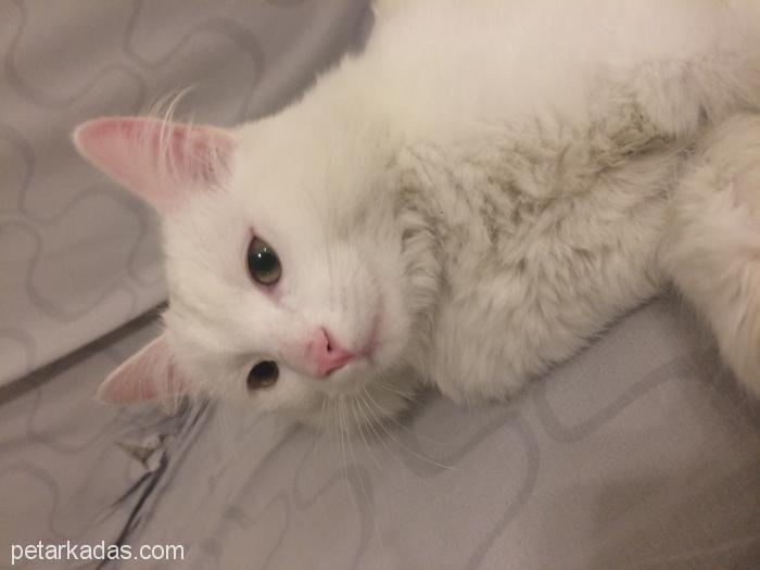 Beyaz Yavrucağın Sahibini Arıyoruz, Ücretsiz Kedi, Ankara