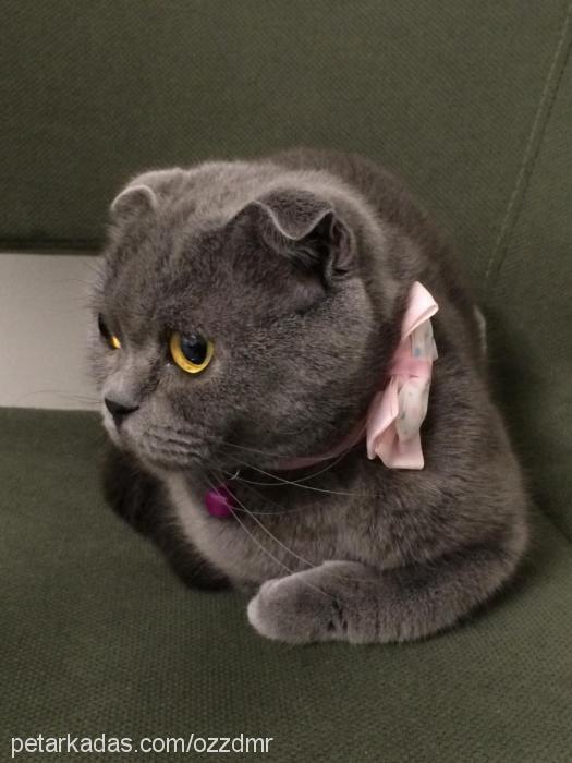 şans Dişi Scottish Fold