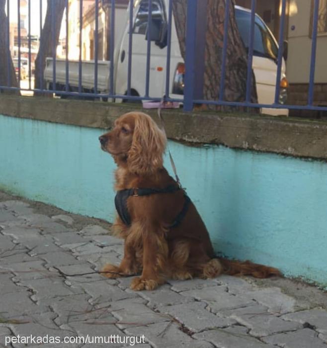 gofret Dişi Amerikan Cocker Spaniel