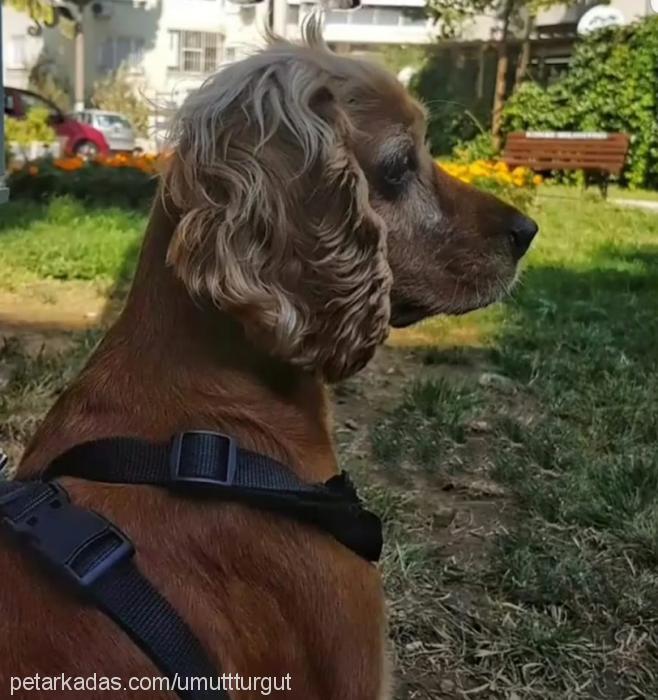 gofret Dişi Amerikan Cocker Spaniel