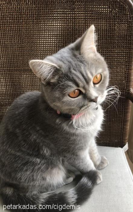 mia Dişi British Shorthair