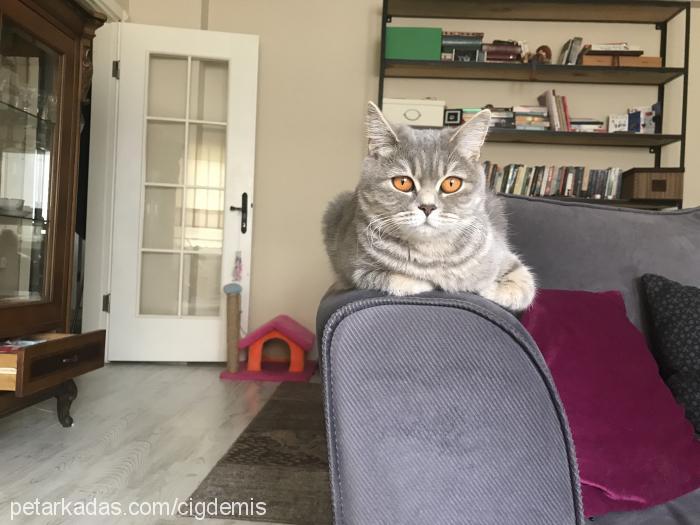 mia Dişi British Shorthair