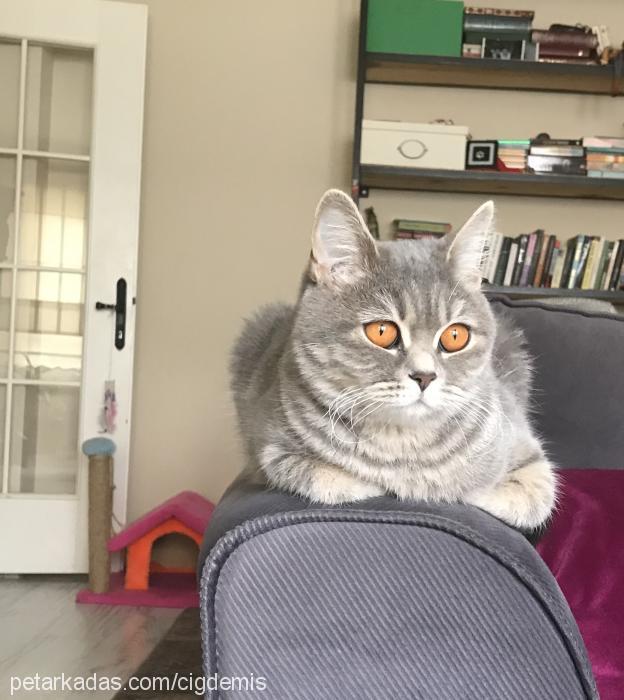 mia Dişi British Shorthair