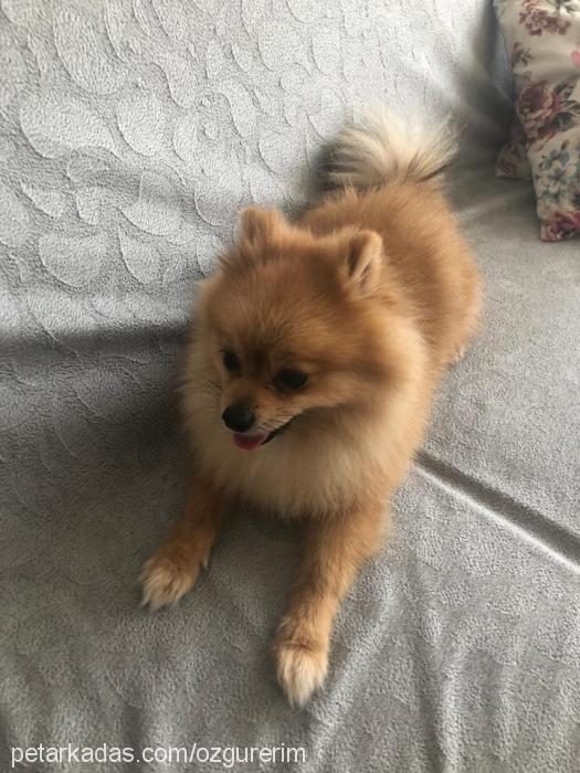 bobo Erkek Pomeranyalı