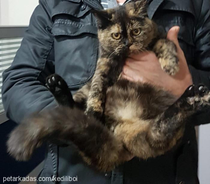 korkunc Dişi British Shorthair