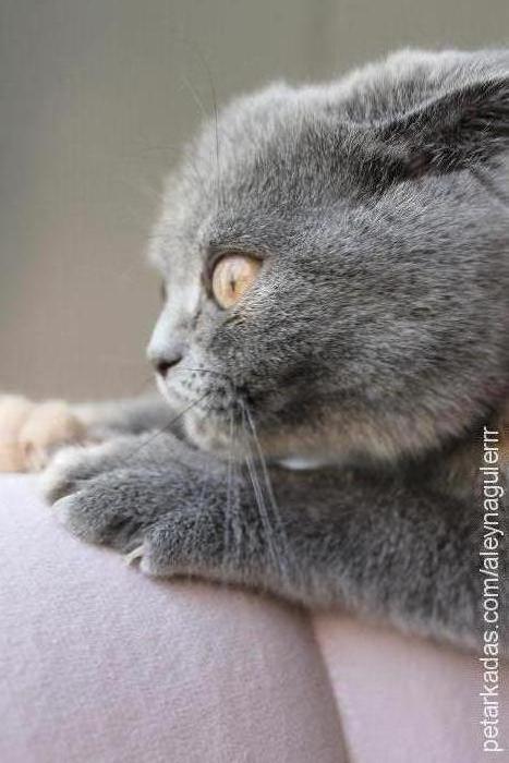 mia Dişi Scottish Fold