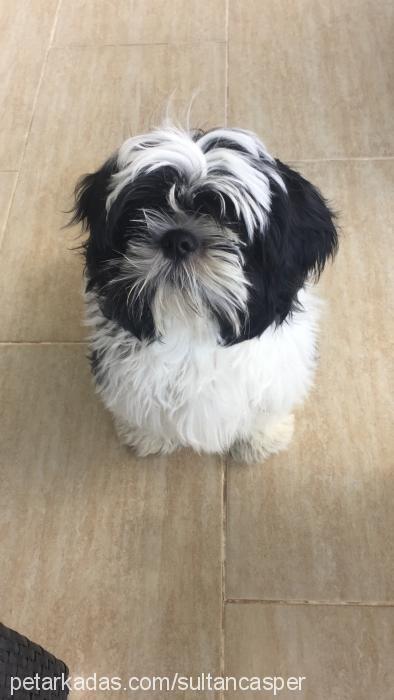 casper Erkek Shih-Tzu