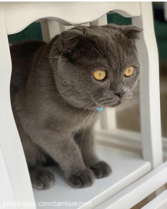 boss Erkek Scottish Fold