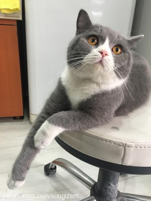 tedi Erkek British Shorthair