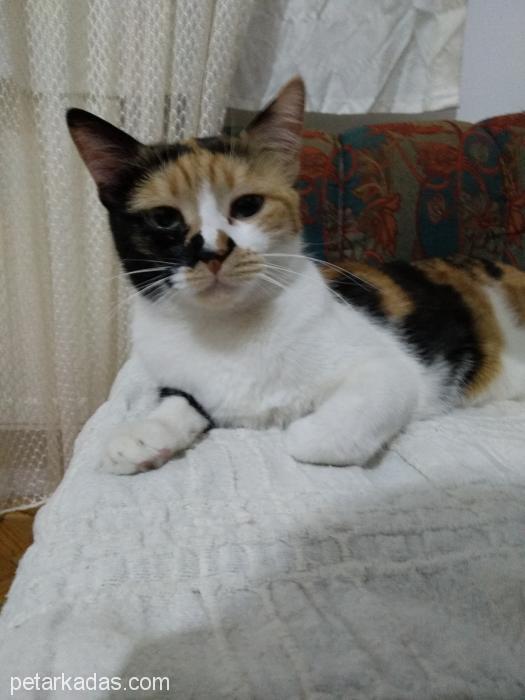 Mocha 4 Yaşın, Ücretsiz Kedi, Konya