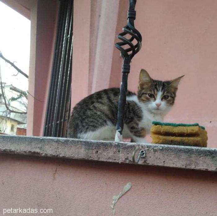 5 Aylık Sevimli Dişi Kedi, , Ücretsiz Kedi, İstanbul
