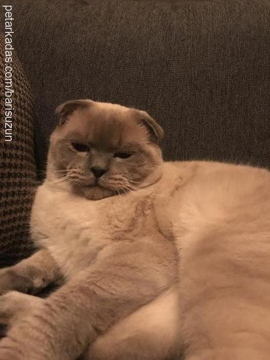 çakıl Erkek Scottish Fold