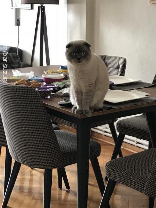 çakıl Erkek Scottish Fold