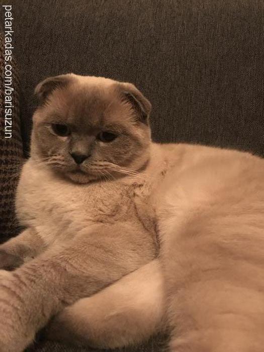 çakıl Erkek Scottish Fold