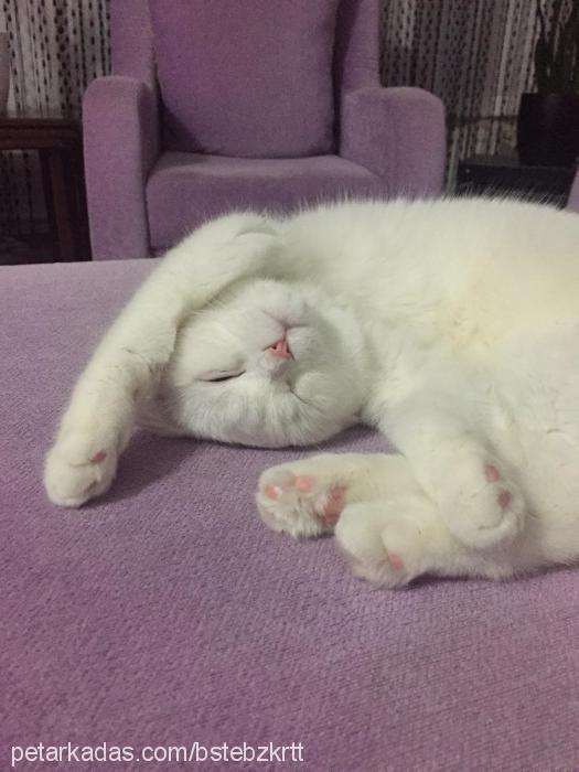 Şila Dişi British Shorthair