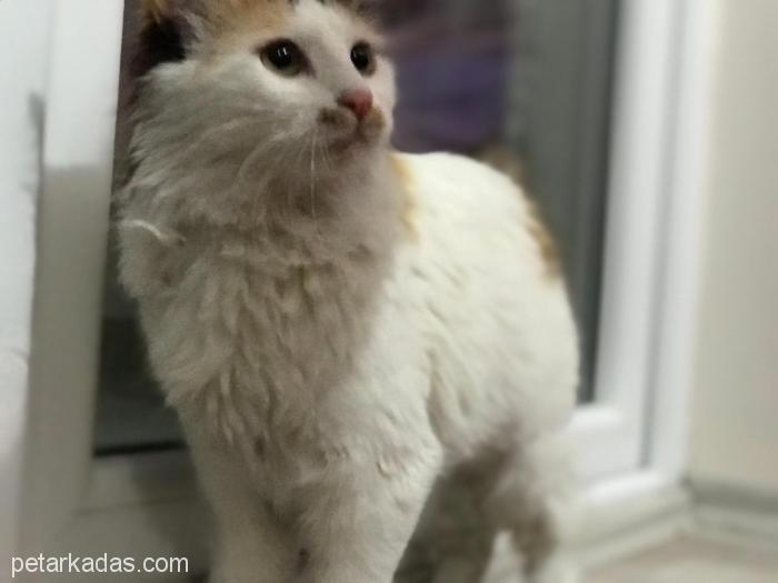 67 Aylık Uzun Tüylü Calico Şans Kedis, Ücretsiz Kedi, Ankara