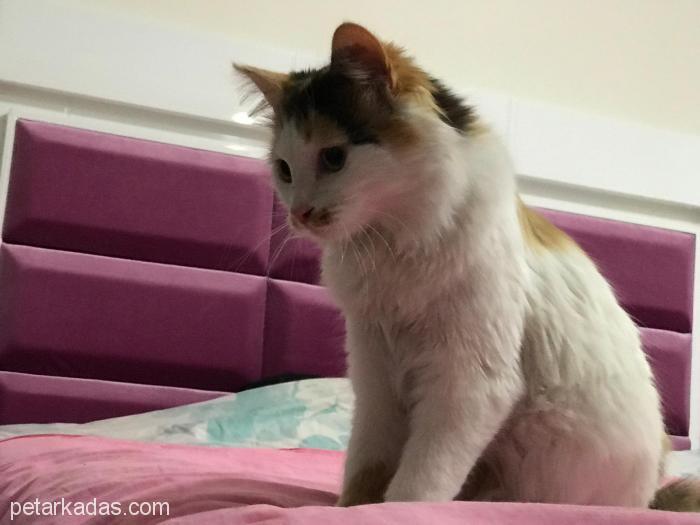 67 Aylık Uzun Tüylü Calico Şans Kedis, Ücretsiz Kedi, Ankara