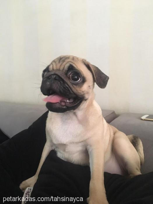 tahsin Erkek Pug