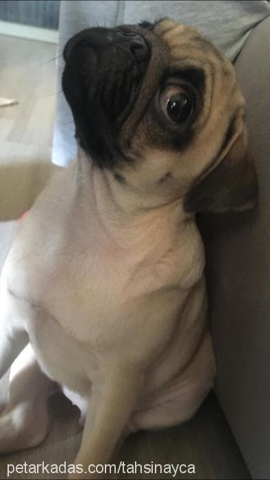 tahsin Erkek Pug