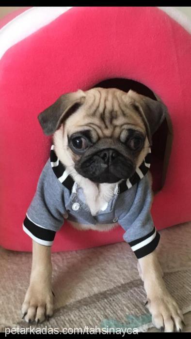 tahsin Erkek Pug