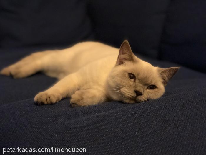 limon Dişi British Shorthair