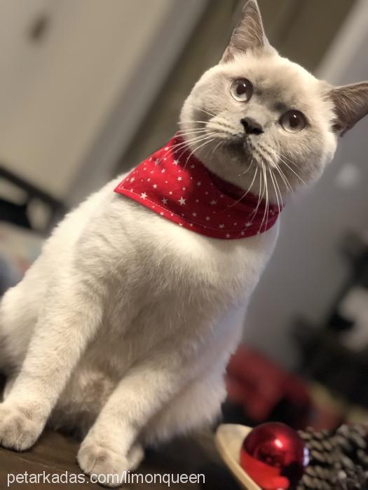 limon Dişi British Shorthair