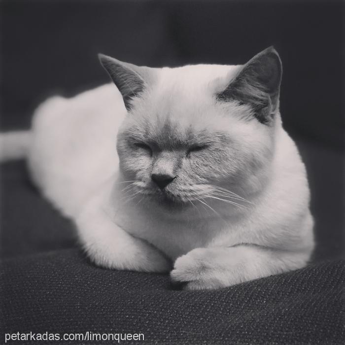 limon Dişi British Shorthair