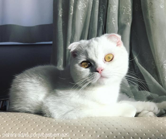 casper Dişi Scottish Fold