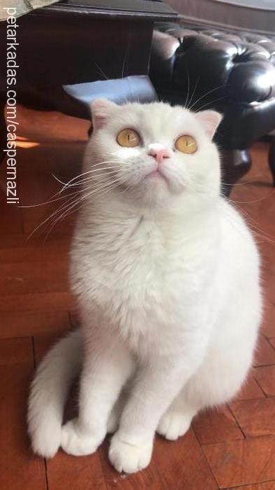 casper Dişi Scottish Fold