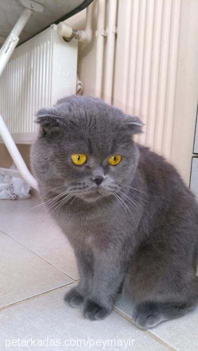 dayı Erkek Scottish Fold