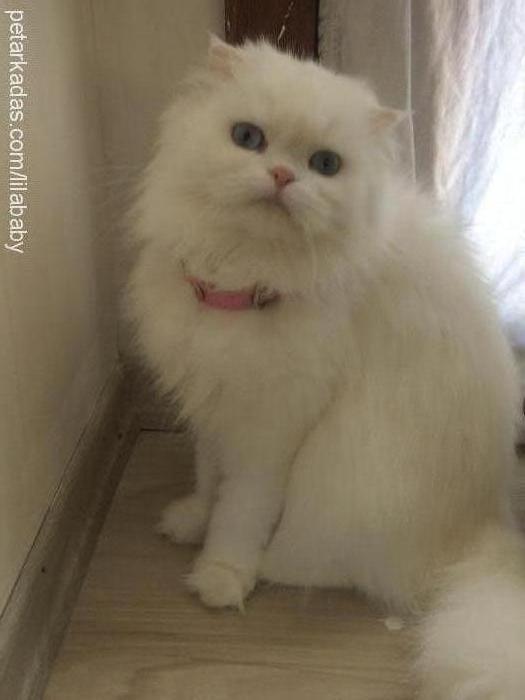 maylo Dişi British Shorthair