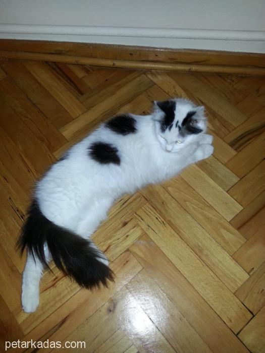 Beyaz Uzun Tüylü Beş Aylık Kısır Kedi, , Ücretsiz Kedi, İstanbul