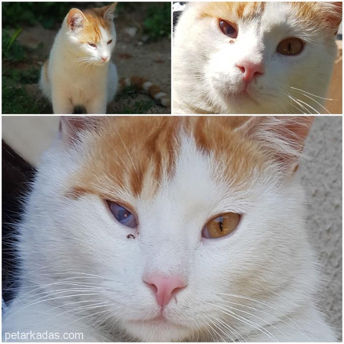 Ev Arkadaşı Arıyoru, Ücretsiz Kedi, İzmir