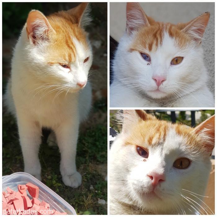 Ev Arkadaşı Arıyoru, Ücretsiz Kedi, İzmir