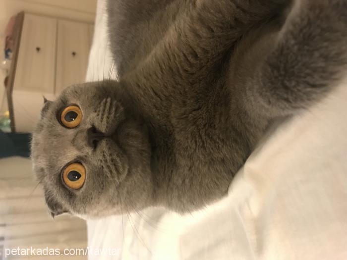 kitty Dişi British Shorthair