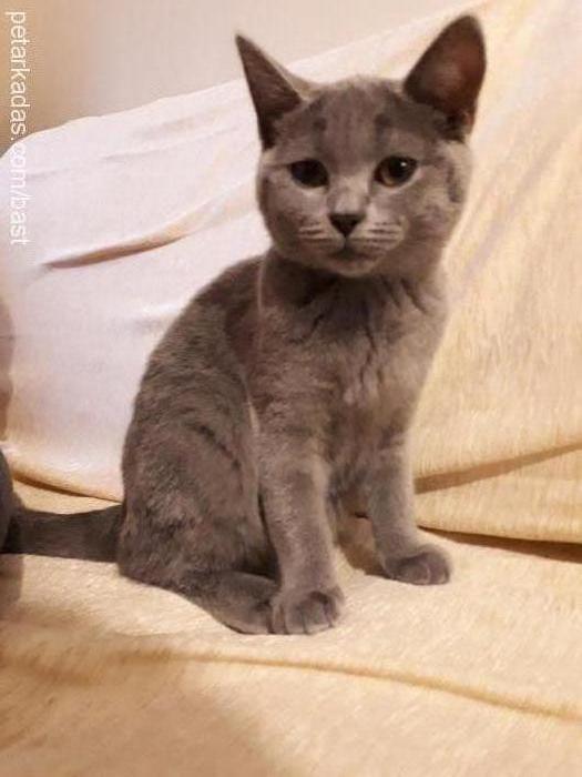 duma Dişi British Shorthair