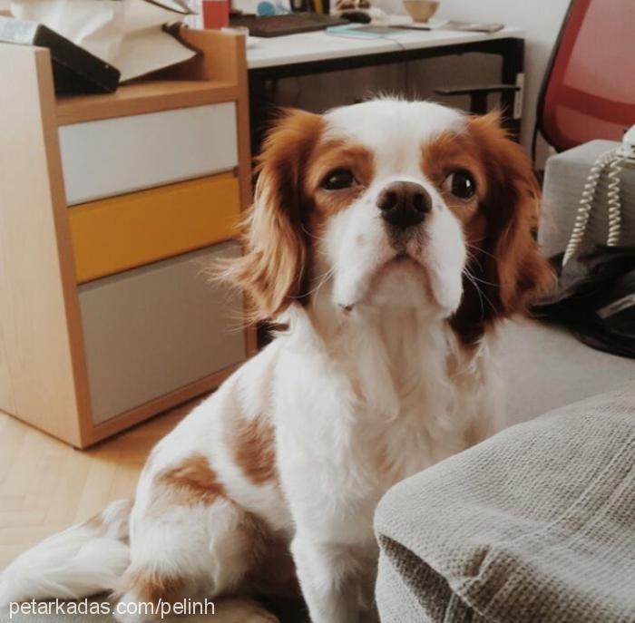 odie Erkek King Charles Spaniel