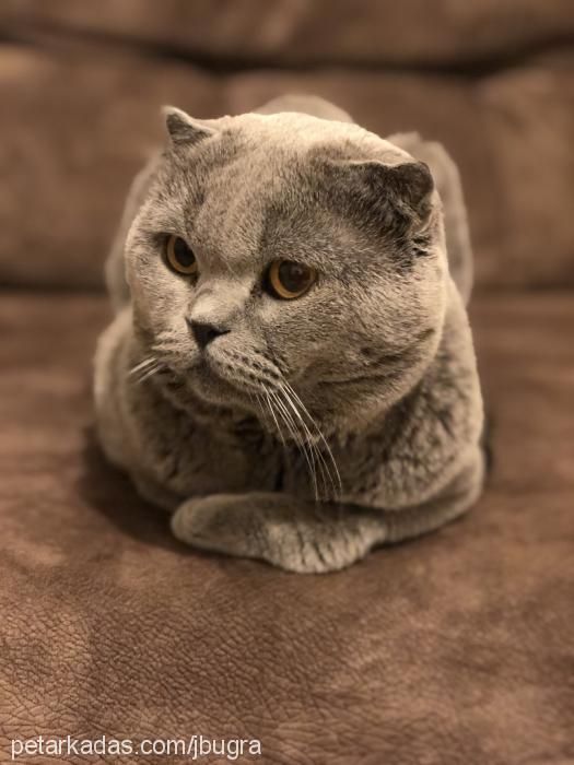 atlas Erkek Scottish Fold