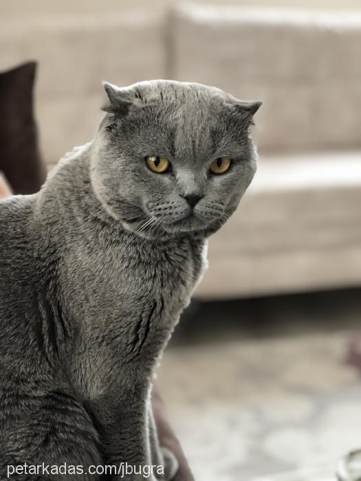 atlas Erkek Scottish Fold